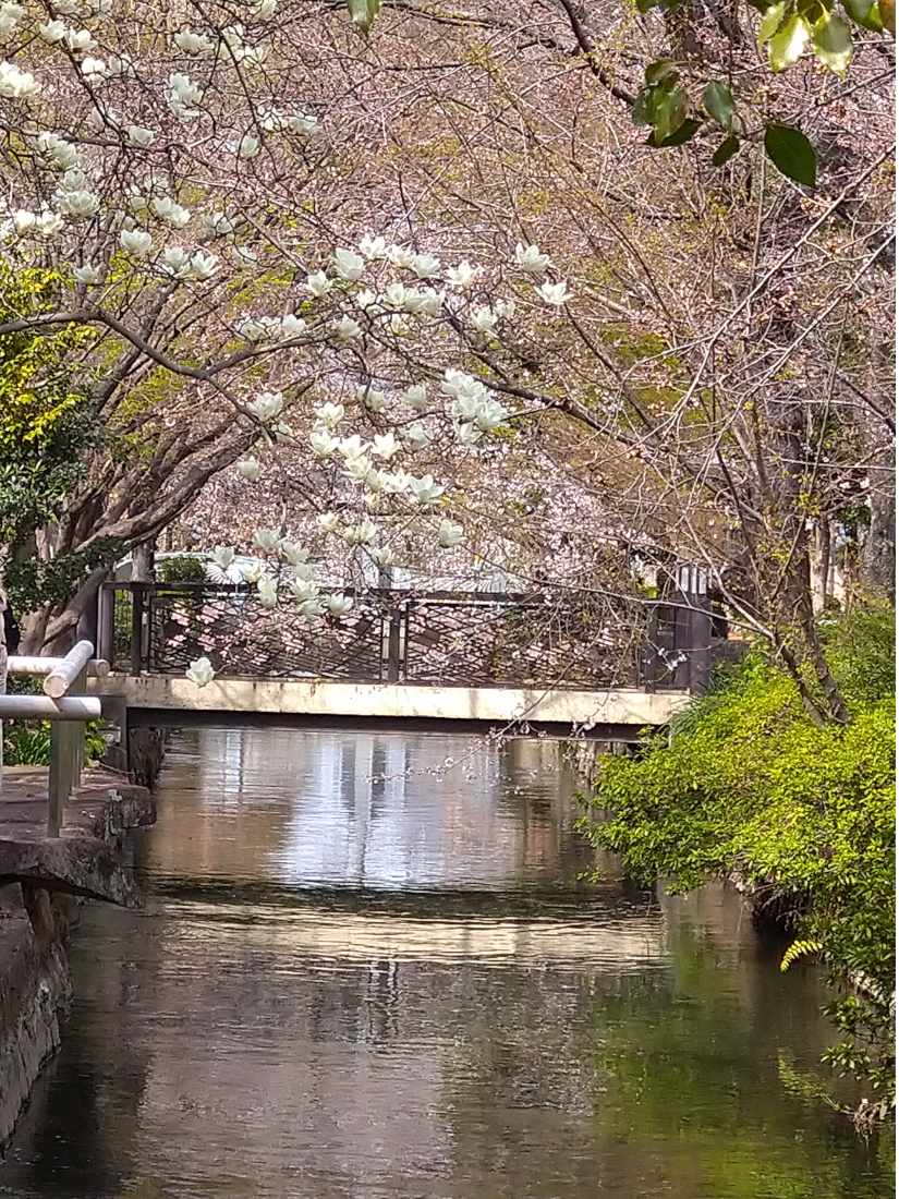 開花のはじまり(3/25) ：小さな花びらを下に向けて咲く桜。大きな花びらを上に向けて咲く木蓮。コントラストが何とも風雅。