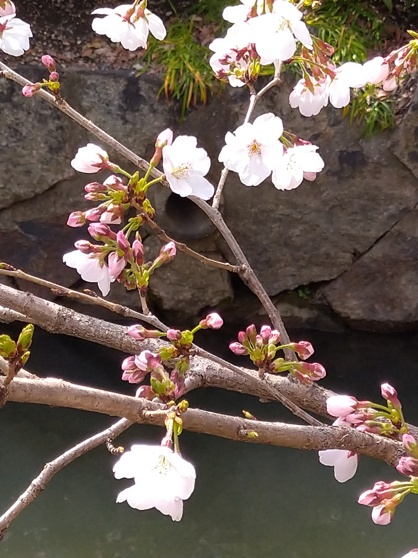 開花の頃の桜は可憐で愛しさが溢れます(3/25)
